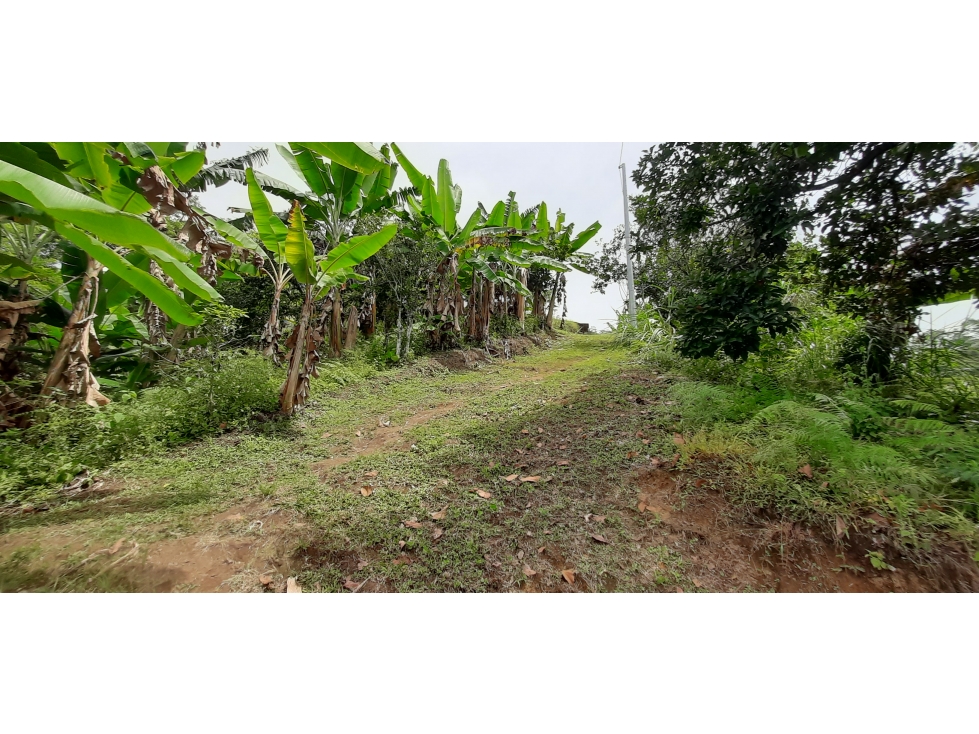 VENTA FINCA - VEREDA COCO HONDO - BALBOA - RISARALDA