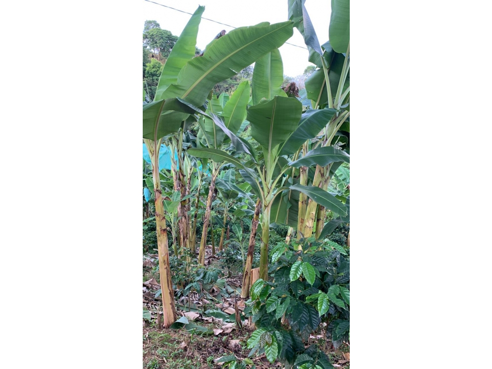 SE VENDE FINCA PRODUCTORA EJE CAFETERO BALBOA RISALDA C-AG 6749540