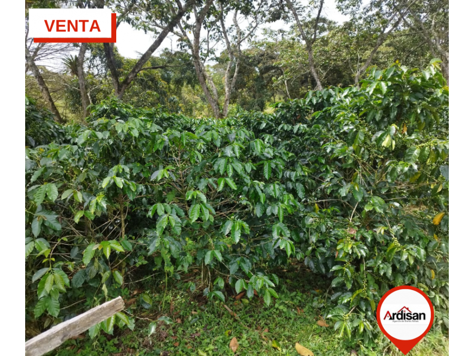 FINCA CAFETERA CON DOS CASAS - OIBA