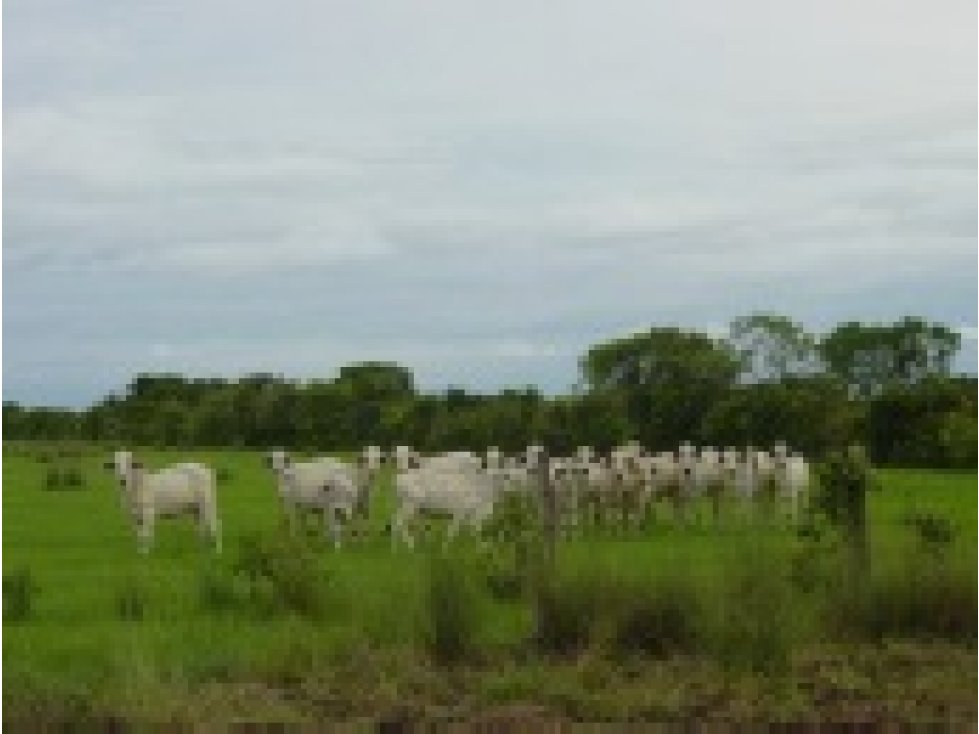 VENTA FINCA LLANOS PUERTO GAITAN MANACACIAS