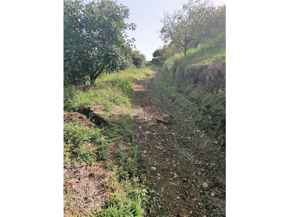 VENTA FINCA  AGUACATE HASS - PACORA CALDAS