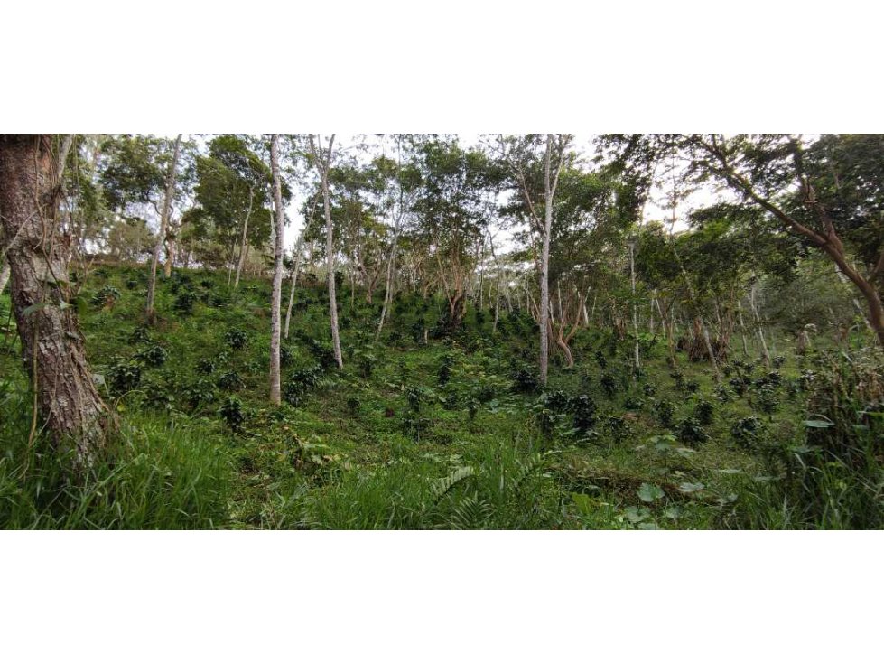 Se Vende Finca Cafetera Organica