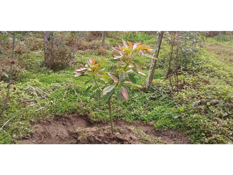 Venta de Finca en San Bernardo Cundinamarca en Laurel Alto