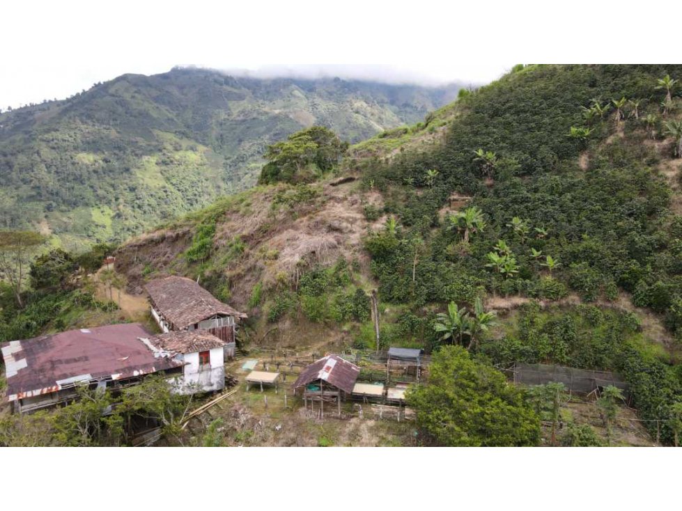 VENTA FINCA CAFETERA VALPARAISO SUROESTE ANTIOQUEÑO