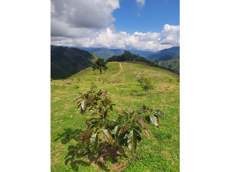 VENTA FINCA, GÉNOVA Q. CULTIVADA EN AGUACATE  HASS